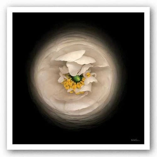 FLORAL ART PRINT Ranunculus 15 NeilSeth Levine Ranunculus