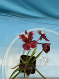 Tolumnia Jairak Flyer 'Red Cherry' RED Pink Purple TWO SPIKES BS Orchid 2Ó Pot Orchids