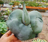 Agave marmorata Raresucculent plant Garden DŽcor Boutiqu 8-10CM Garden Plants