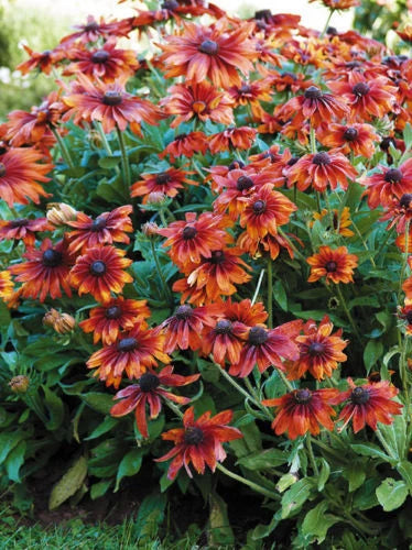 30+ Rudbeckia Cappuccino Flower Seeds / Reseeding Annual Daisies