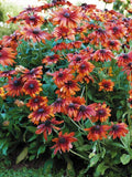 30+ Rudbeckia Cappuccino Flower Seeds / Reseeding Annual Daisies