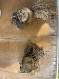 Orchid Bletia catenulata - bare root Orchids