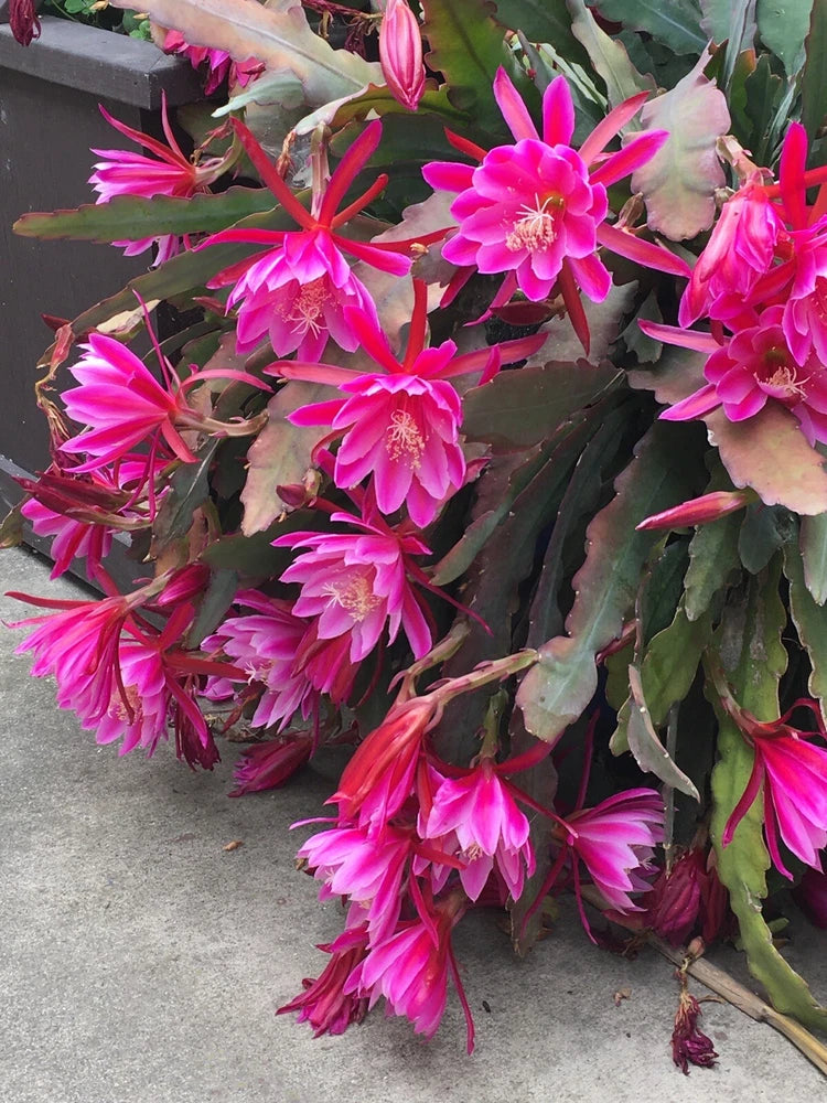 Orchid cactus succulent cuttings with bright pink star flowers and green pads