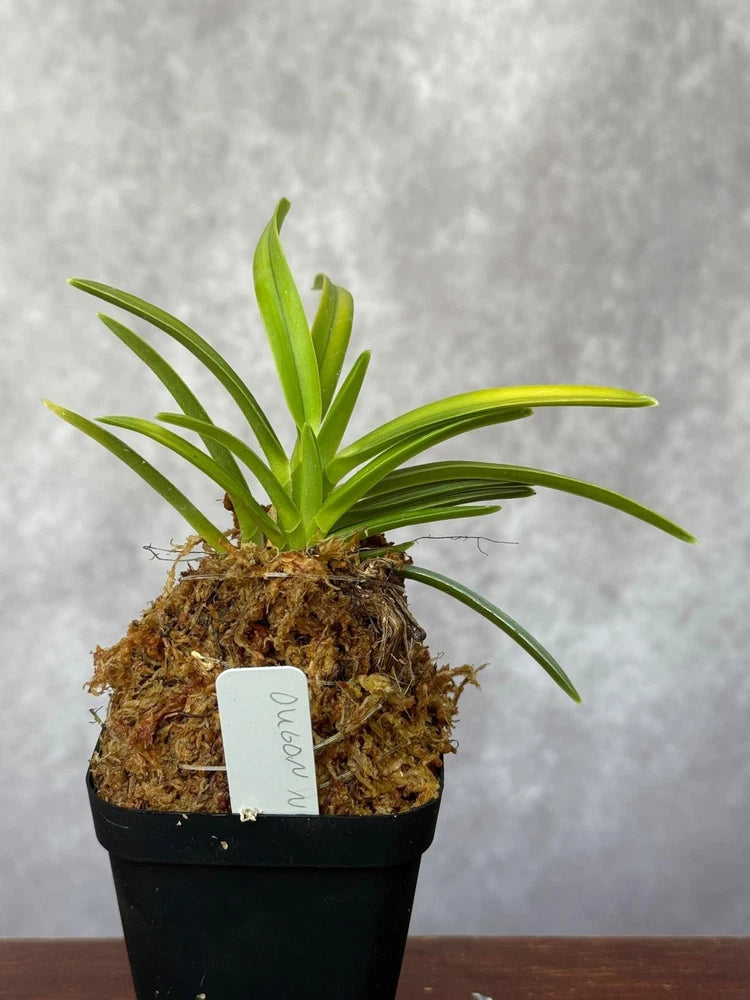 Potted orchid plant with green strap leaves in a dark grow pot
