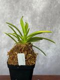 Neofinetia (Vanda) falcata 'Ougon Nishiki' Orchid Division, Gold Brocade Variety Orchids