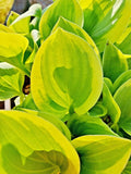 20  GOLDEN TIARA HOSTA SEEDS Flowering Plants