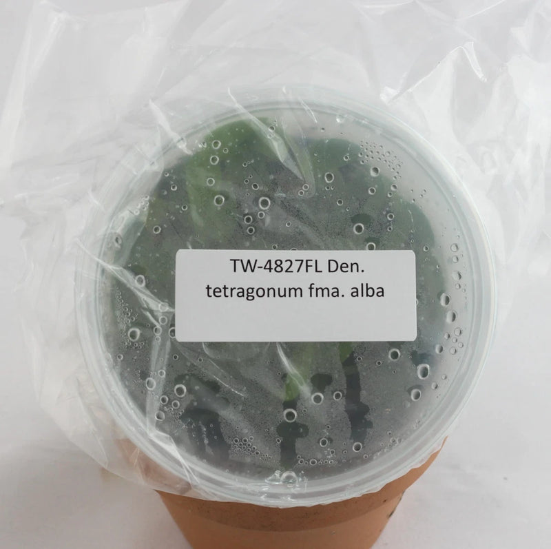 Orchid plant in clear pot with dark green leaves and protective wrap