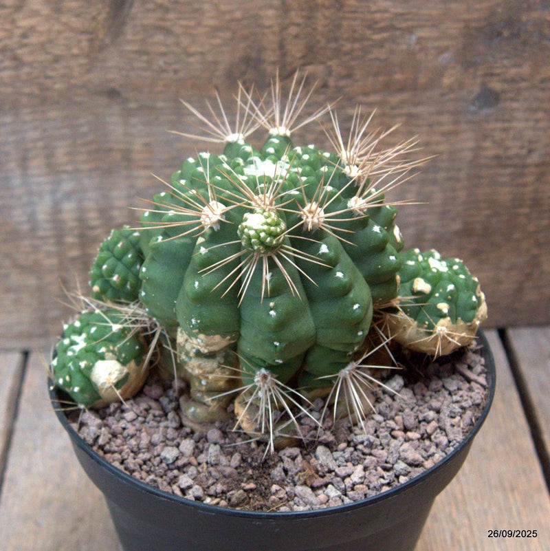 D6673 GYMNOCALYCIUM CHACOENSE pot14-H10-W15 cm MaMa Cactus Green Plant