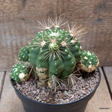 D6673 GYMNOCALYCIUM CHACOENSE pot14-H10-W15 cm MaMa Cactus Green Plant