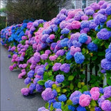 30pcs Blue Pink Purple Hydrangea Seeds - Stunning and Hydrangea