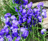 BELLFLOWER WILLOW PEACH LIVED BLUE Campanula Persicifolia - 250 Seeds Garden Plants