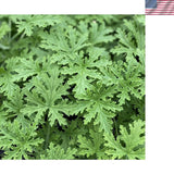 1500 Citronella Plant Seeds Citronella Plant Seeds Home Heirloom Garden Peren... Garden Plants