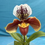 Paphiopedilum Cocoa Kitty Tree Merlot Gold Green White Orchid 4Ó Pot (IM25) Orchids