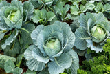 500 ALL SEASONS CABBAGE SEEDS  FRESH HARVEST FOR GARDENS Garden Plants