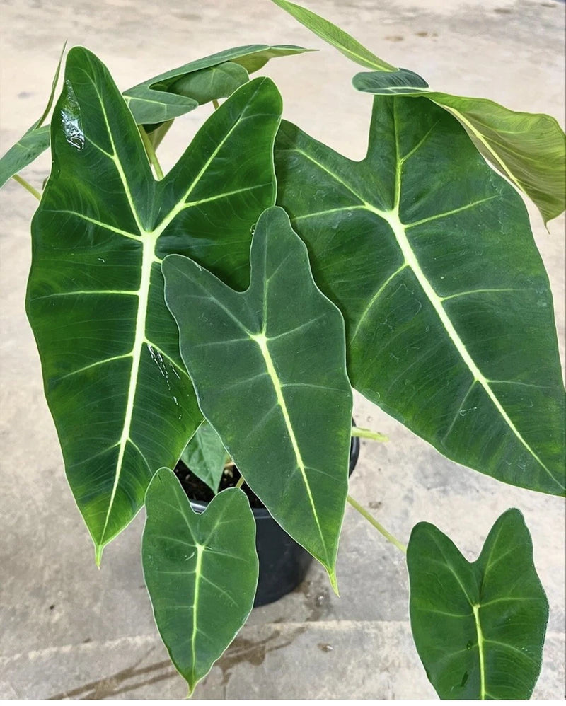 Alocasia Frydek plant with dark green leaves and light green veining