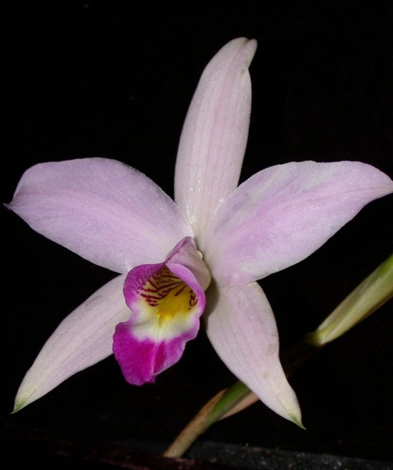 Pale pink orchid flower with five petals and magenta lip with yellow center