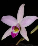 Laelia anceps pallida 'Very Nice' Orchids