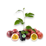 Passiflora ÒBountyÓ Ð COLD HARDY Passion Fruit Plant Ð Live Plant Flowering Plants