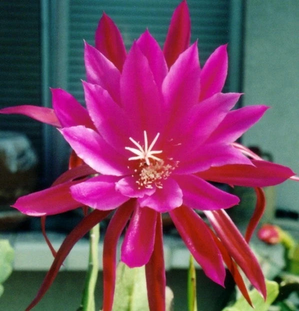 Pink orchid cactus flower with long petals and yellow stamens