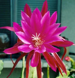 Epiphyllum, Orchid Cactus, " DR. JOHN COX ", Don's Quart pots MAR/4 Orchids