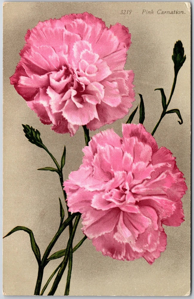 Pink Carnation Botanical Illustration with Ruffled Petals, Vintage Postcard Carnation