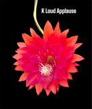 Kiwi LOUD APPLAUSE Epiphyllum Orchid Cactus Succulents Orchids