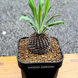 4-5CM Succulent Cactus Plant Euphorbia Bupleurifolia Ball Cactaceae Home Garden Garden Plants