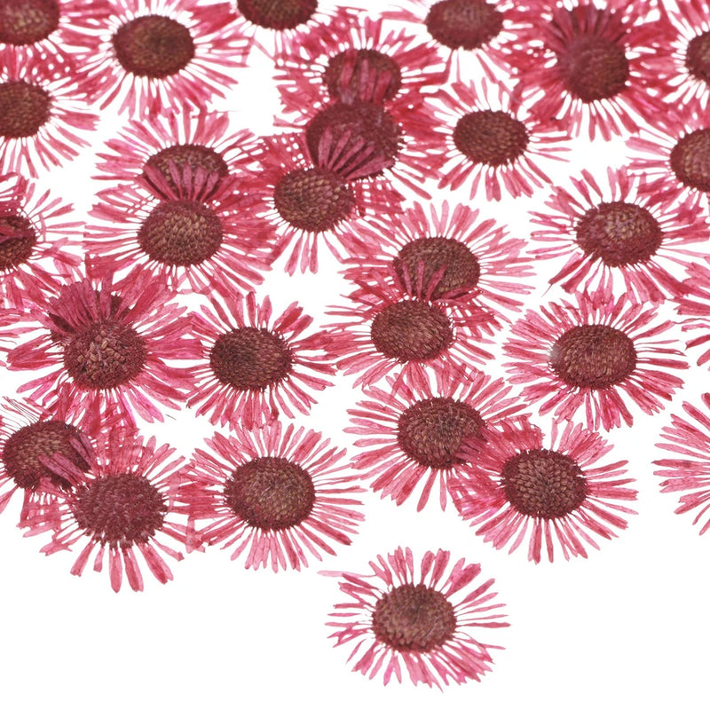 60-Pack Dried Pressed Flowers for Resin, Real Natural Dry Floral [Red] Dried Flower