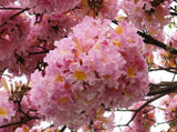 Tabebuia Rosea Tree 15 Seeds, Pink Poui Flowering Garden Trumpet Tree Garden Plants