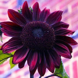 20 + Chocolate Cherry Sunflower seeds . Rare Colorful Organic Bonsai. Planting Sunflower
