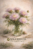 100 AMERICAN ROSE (Centaurea Aloha / Starflower / American Basket Flower Seeds) Garden Plants
