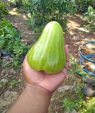 Grafteds Jambu Air Green Giant Tree Ð Wax Apple - fast fruit bearing Green Plant