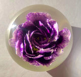 60mm Real Purple Carnation in Clear Lucite Resin January Birth Month Flower Gift Carnation