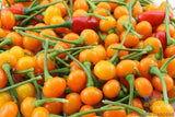 25+ Aji Charapita Hot Pepper Seeds for Garden Planting - USA - FREE SHIPPING! Garden Plants