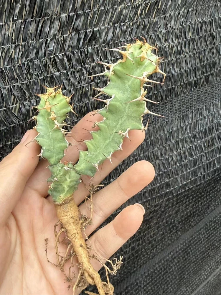 RareSucculent Plant Euphorbia mlanjeana seedgrowth Garden DŽcor Boutique Garden Plants