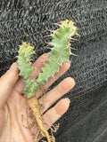 RareSucculent Plant Euphorbia mlanjeana seedgrowth Garden DŽcor Boutique Garden Plants