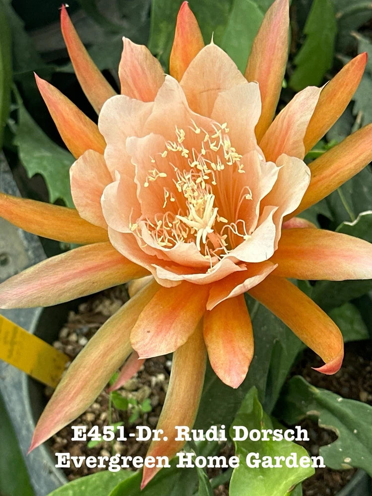 Flowering epiphyllum orchid cactus with peach, orange star-shaped blooms