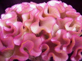 30+ ROSE COLORED COCKSCOMB / CELOSIA FLOWER SEEDS Flowering Plants