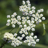Caraway Seeds, Herb, NON-GMO, Garden Planting, Variety Sizes, FREE SHIPPING Garden Plants
