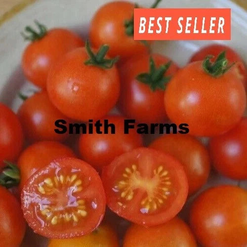 50+ Seeds Red Robin Tomato Easy to Grow Vegetable Garden Planting Garden Plants