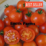50+ Seeds Red Robin Tomato Easy to Grow Vegetable Garden Planting Garden Plants