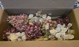 5 Dried hydrangea stems flowers antique mauve pink, Plus 12+ Lunaria Stems! Dried Flower