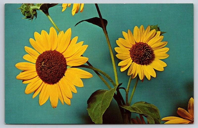 Sunflower-State Flower of Kansas, Photography House, Topeka Postcard LC9-517 Sunflower