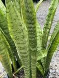 5 Rooted Snake Plants Sansevieria Hawaii Bulk Air Purify Mother in Law Tongue Green Plant