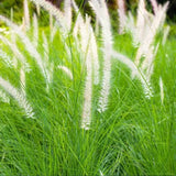 1 White Pennisetum Fountain Grass Live Starter Plant, 4-6"Tall, Ship No Pot Pampas Grass