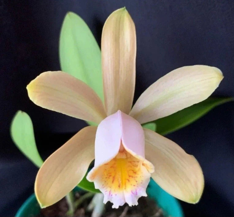 Pale yellow and pink orchid bloom with green leaves