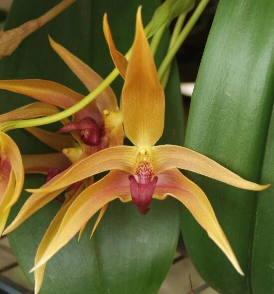 Rare Bulbophyllum orchid flower with yellow petals and red lip on green leaves