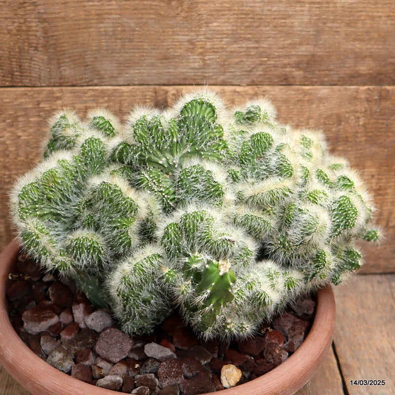 D2613 NEOBUXBAUMIA EUPHORBIOIDES CRESTATA pot30-H22-W33 cm MaMa Cactus Green Plant