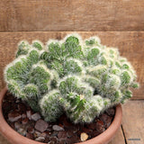 D2613 NEOBUXBAUMIA EUPHORBIOIDES CRESTATA pot30-H22-W33 cm MaMa Cactus Green Plant