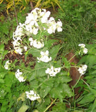 30 WHITE FLOWERED MONEY PLANT SEEDS  (  LUNARIA ANNUA ) Garden Plants
